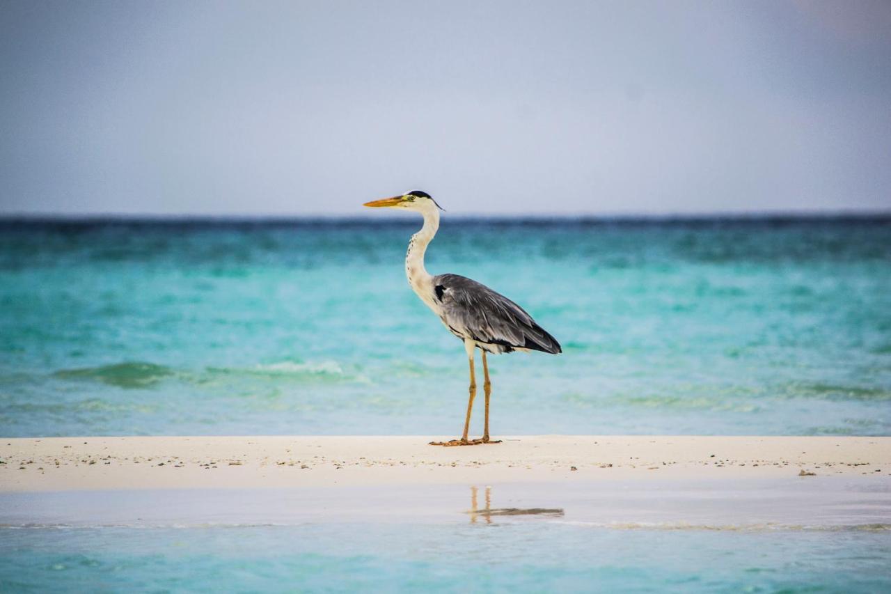 Ras Village Rasdhoo Eksteriør billede